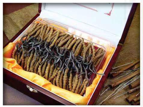 越西冬虫夏草回收